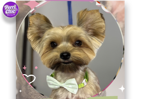 Peluquería para Yorkshire Terrier en Puente Alto — Perrichic